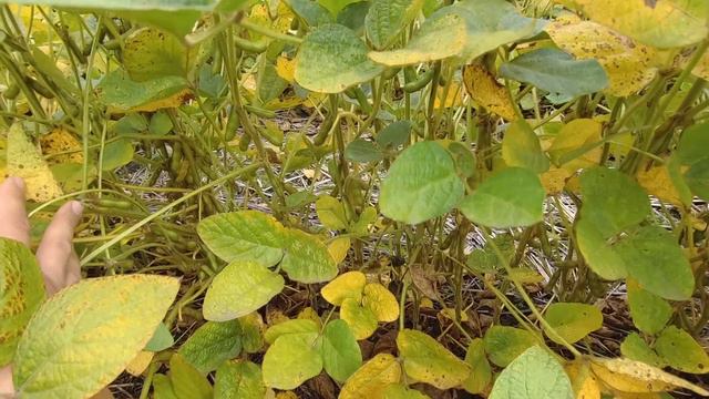 14.09.22 Соя МУСТАНГ - ЗМЕРЗЛА❓❓❓ смотреть онлайн