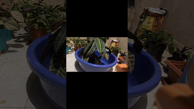 Croton Bottom Watering TimeLapse #plants #timelapse #water #green