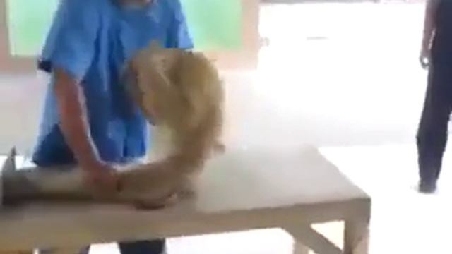 Обезьяна делает отжимания и пресс перед выходом на смотреть онлайн