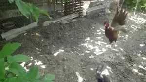 Chickens fails  when Fighting ! funny moments!