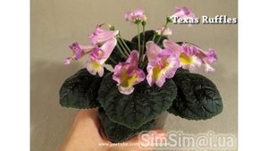 Редкие геснериевые. Смитикодония.