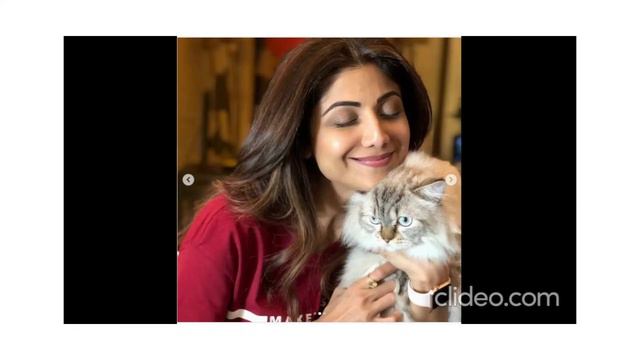 Bollywood Celebrities and their Cats смотреть онлайн