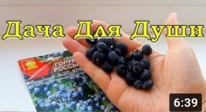 Вырастить ГОЛУБИКУ из ЯГОДЫ... возможно ли это?
