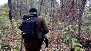 Охота на медведя с лайками у поздних хлебов