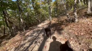 Bernese Mountain Dog BMD  first time in the mountain.