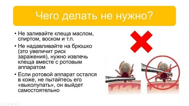 Клещ / Что делать если укусил клещ