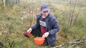 СБОР КЛЮКВЫ! КРАСНОЕ ЗОЛОТО!