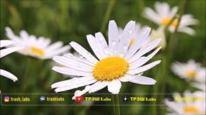 ПОЧЕМУ БРОСИЛА ДЕВУШКА | Девушка разлюбила | ТРЭШ Labs | Как вернуть любимую | Влюбить девушку