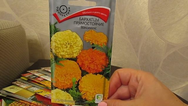 Очаровательные низкорослые бархатцы.