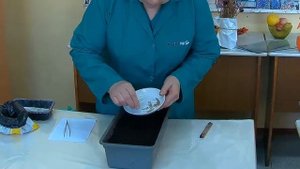 Как вырастить Вербену гибридную из семян. Вербена выращивание из семян.