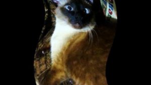 Кошки. Жанна Агузарова. Браво.