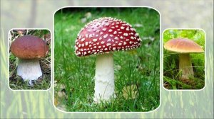 Развивающая игра "Найди лишнее" для детей 1-2 лет. Уровень 2.