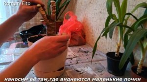 Юкка.Срочное спасение и черенкование юкки.Часть-2
