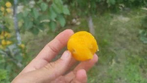 Алыча Гек 17.07.2023