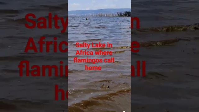 L. Nakuru -Salty lake in Africa where flamingoes call home. #kenyatravelvlog #explorekenya #nakuru