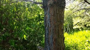 В Духов день я в Акшенасе