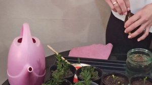 Перекись водорода для сада и огорода