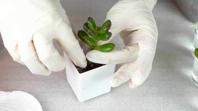 Суккуленты + жидкость?.. Да, если это Крассула! / Размножение черенками в воде