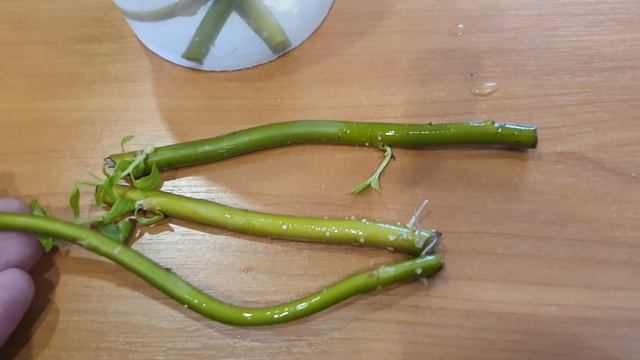 Я ОБАЛДЕЛ. ГЕНИАЛЬНО И ПРОСТО СПОСОБ УКОРЕНЕНИЯ черенков! 100% рабочее средство! Заменяет КОРНЕВИН