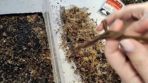 делаю тотем с фитильным поливом