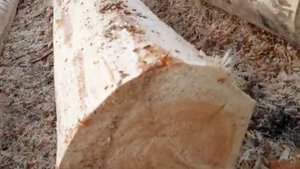 Бани из Усвят. Рубка сруба в лапу 6х6 с выносом 2х6, внутри протес