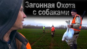 Загонная охота с собаками