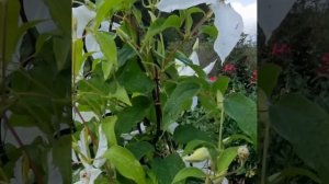 Clematis 'Beautiful Bride'