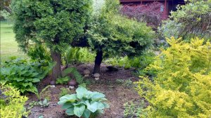 САДОВЫЕ БУДНИ. ОБРЕЗКА КУСТАРНИКОВ / КЛУМБЫ / РОКАРИЙ / СПИРЕИ ПОСЛЕ ОМОЛАЖИВАЮЩЕЙ ОБРЕЗКИ.