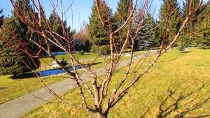 Абрикос. Формировка чашей.