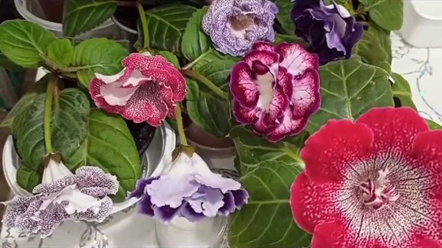 Новинки ГЛОКСИНИЙ цветут ? часть 5 смотреть онлайн