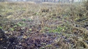 посадка озимого лука/ посадка укропа осенью/ раскисление почвы на участке КФХ в деревне