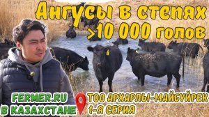 Земля Ангусов. 10 месяцев пастьбы. Племрепродуктор ТОО Архарлы-Майбуйрек. Оазис в песках Казахстана.