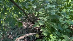 На юбилее у родителей в Нефтегорске/Апшеронский район/Краснодарский край/Переехали из КАРЕЛИИ