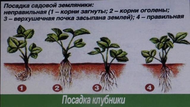 КЛУБНИКА. СЕКРЕТЫ ВЫРАЩИВАНИЯ и ЗАЩИТА ОТ ВРЕДИТЕЛЕЙ