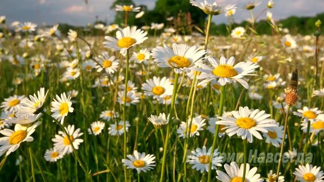 Евгений спас мальчика, но внезапно в палату влетела красивая женщина… смотреть онлайн