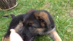 Смешной щенок Немецкой овчарки 2 месяца.