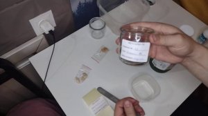 Проращивание семян гигантской тыквы