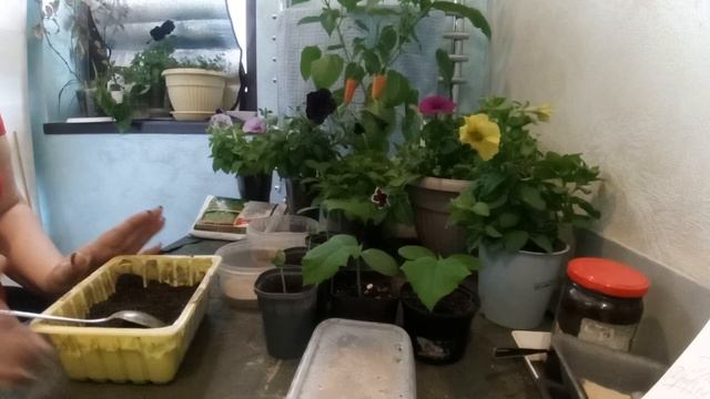 РАССАДА ОГУРЦОВ- ОТ СЕМЕЧКИ ДО ВЫСАДКИ В ГРУНТ. ПОЧЕМУ НЕ ВЫТЯГИВАЕТСЯ РАССАДА ОГУРЦОВ. смотреть онлайн