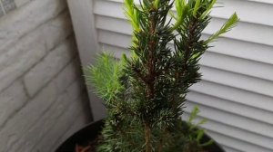 Передержка хвойных саженцев в зимний период (3 часть). 06.03.21 г.