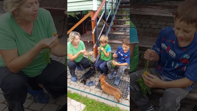 Дегустация моркови Парижская каротель.