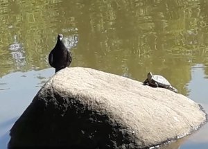 Пресноводная черепаха: мастер-класс по занятию и удержанию своего места под Солнцем.