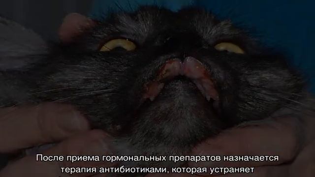 Эозинофильная гранулема у кошек: лечение смотреть онлайн