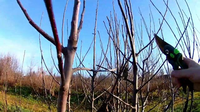 Осенние работы в саду. Успеть до заморозков смотреть онлайн