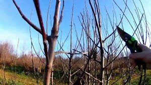 Осенние работы в саду. Успеть до заморозков