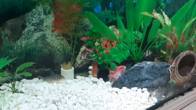 Новый аквариум на 60 литров смотреть онлайн