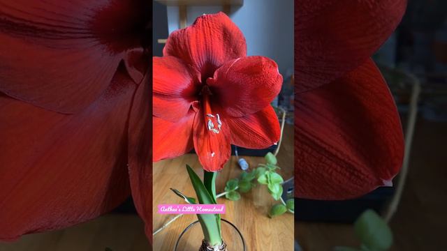 Barbados 🇧🇧 Amaryllis Lily so beautiful