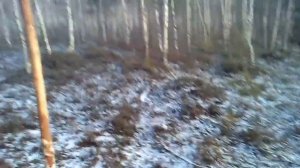 Рога лося
