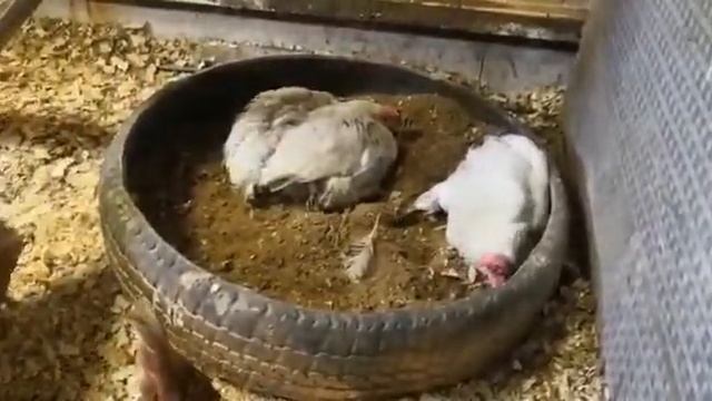 Зольная ванна для несушек.!!!!Автономное пребывание кур!!!