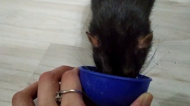 Кормовой мел для крыс смотреть онлайн