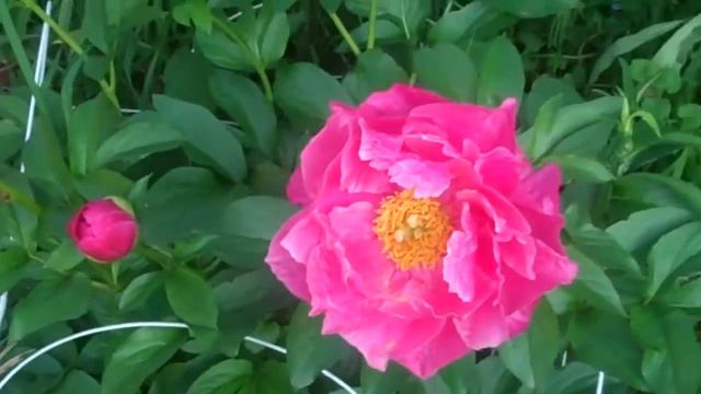 Paula Fay Peony - Day 2 смотреть онлайн